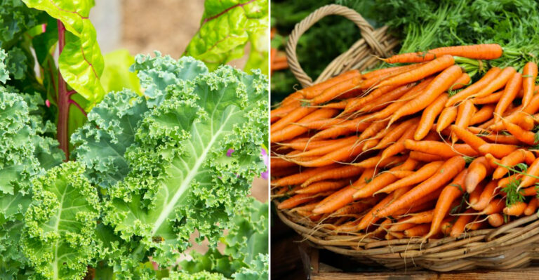 various tasty vegetables