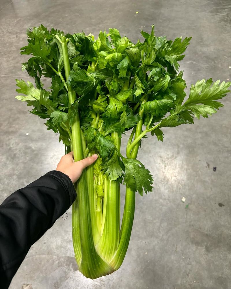 Celery