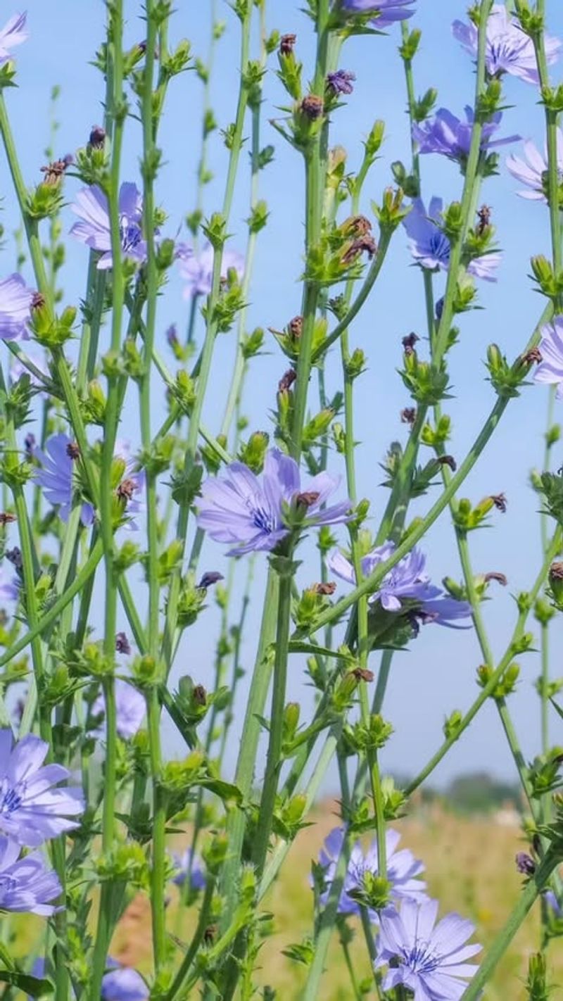 Chicory