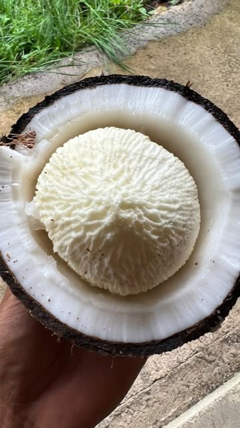 Coconut