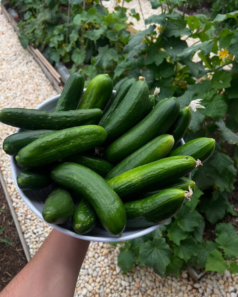 Cucumbers