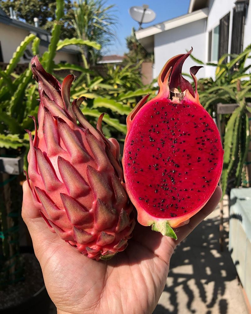 Dragon Fruit