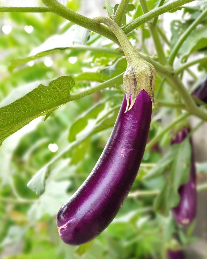 Eggplant