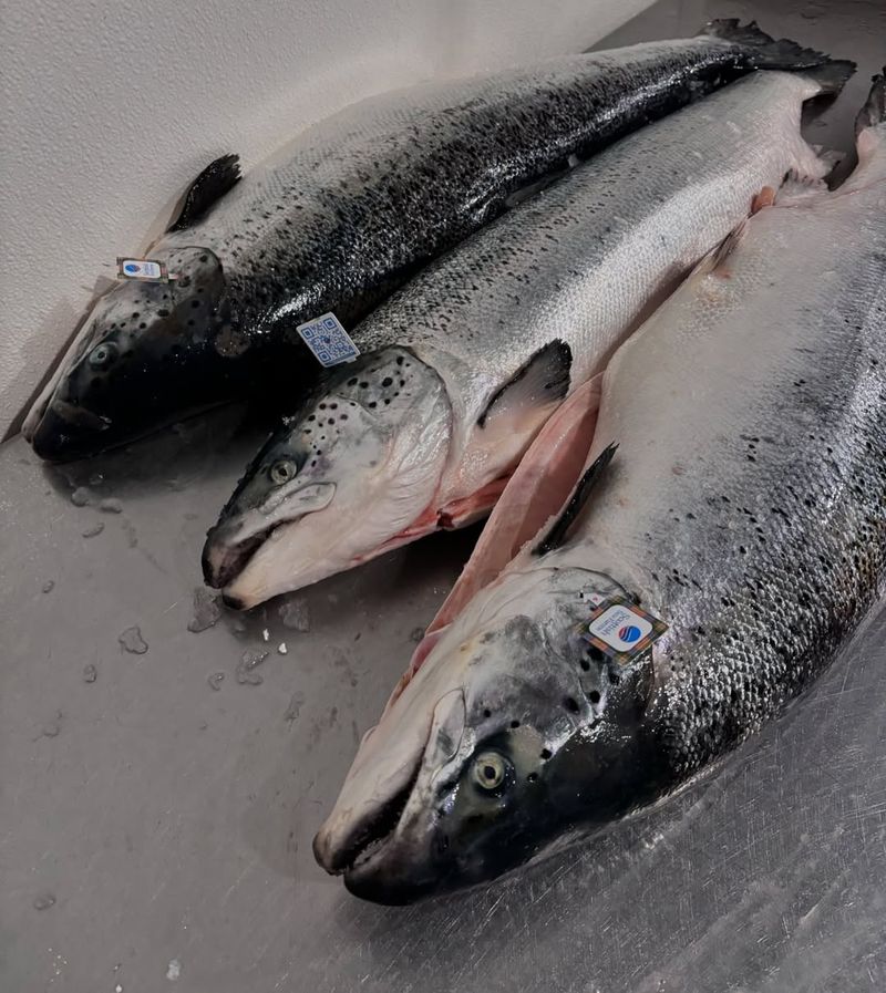 Farmed Salmon