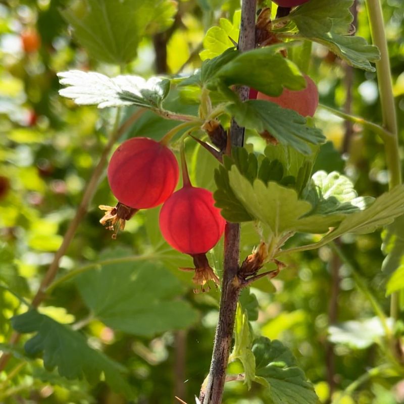 Gooseberries