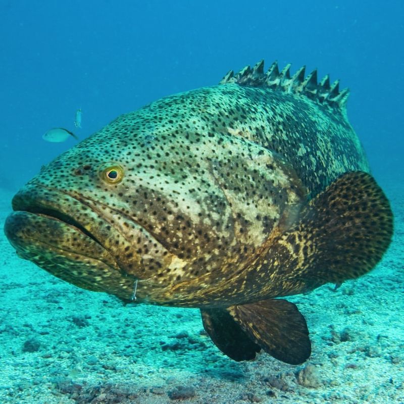 Grouper