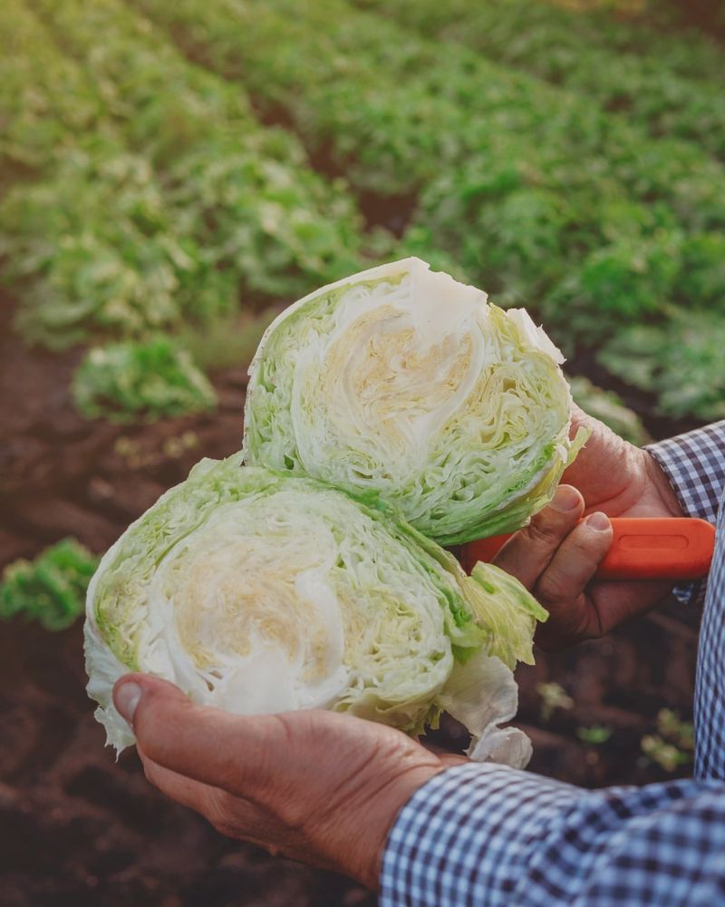 Iceberg Lettuce