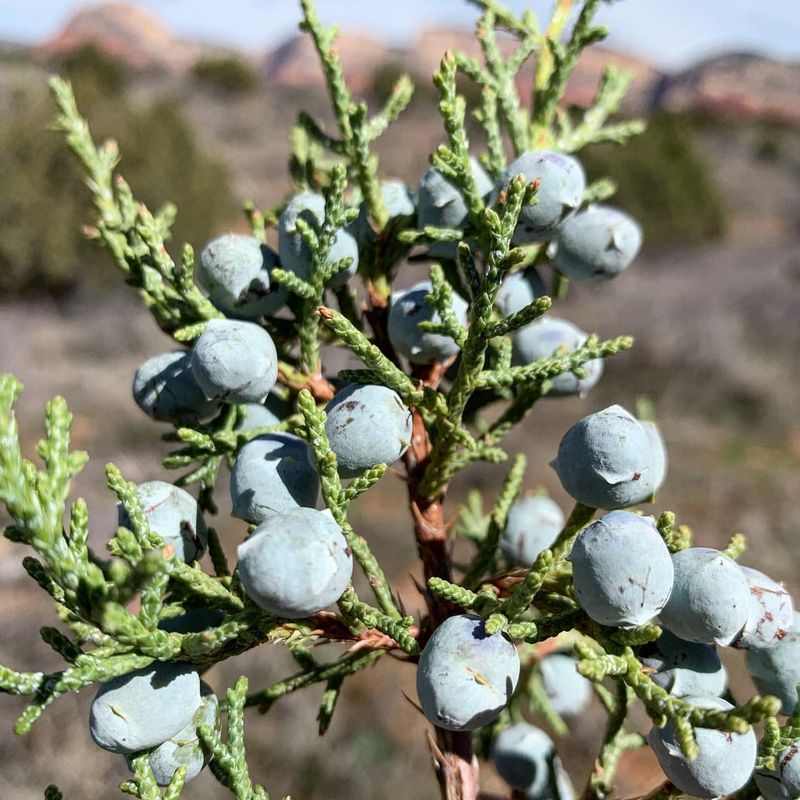 Juniper Berries