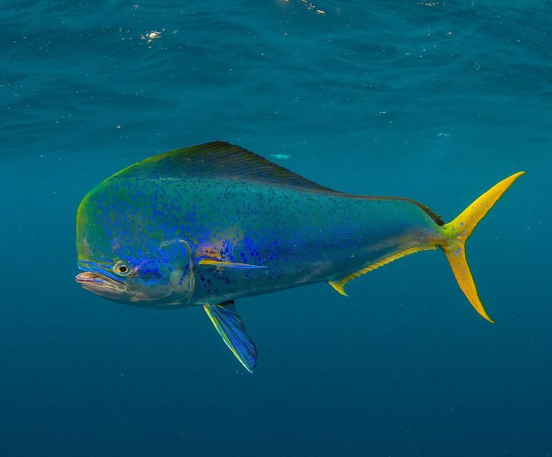 Mahi-Mahi