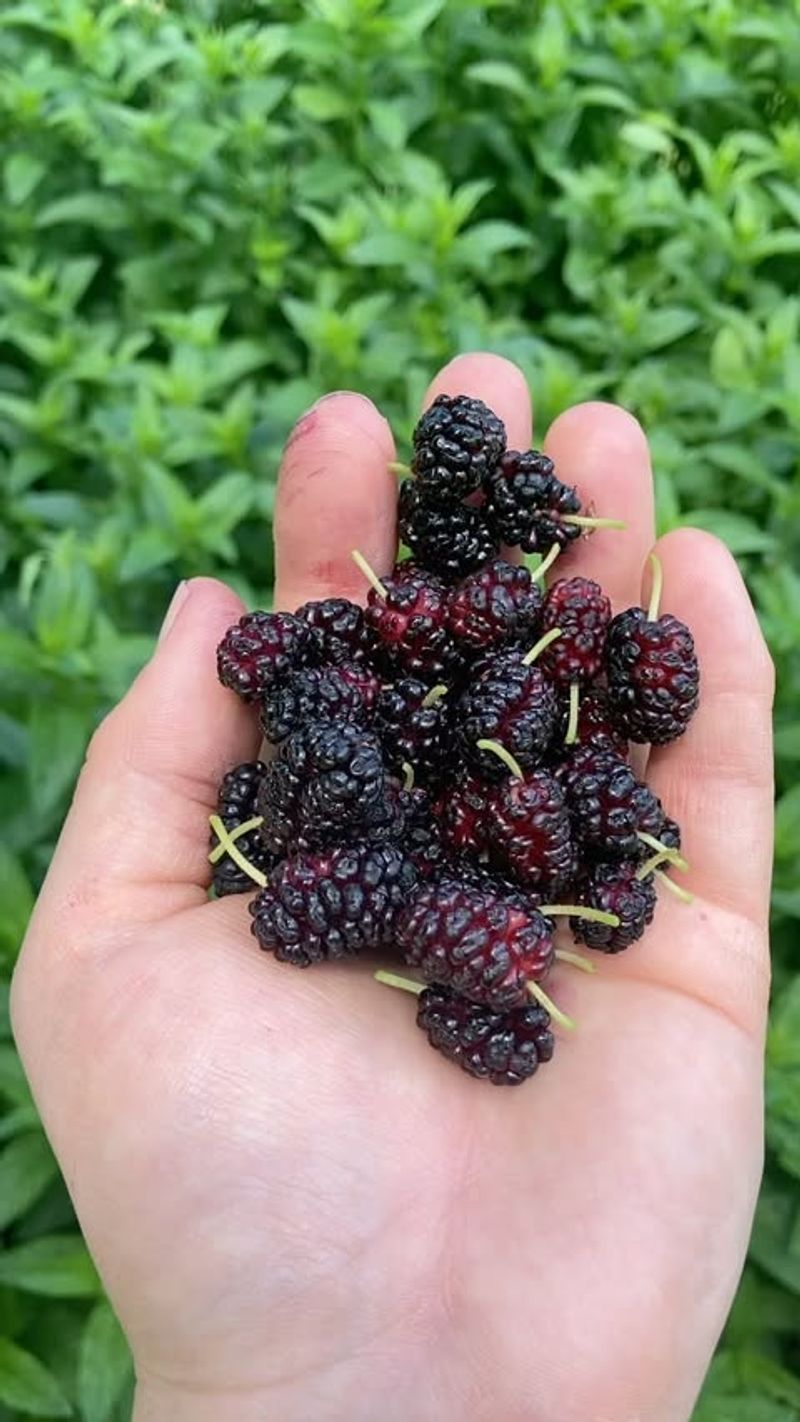 Mulberries