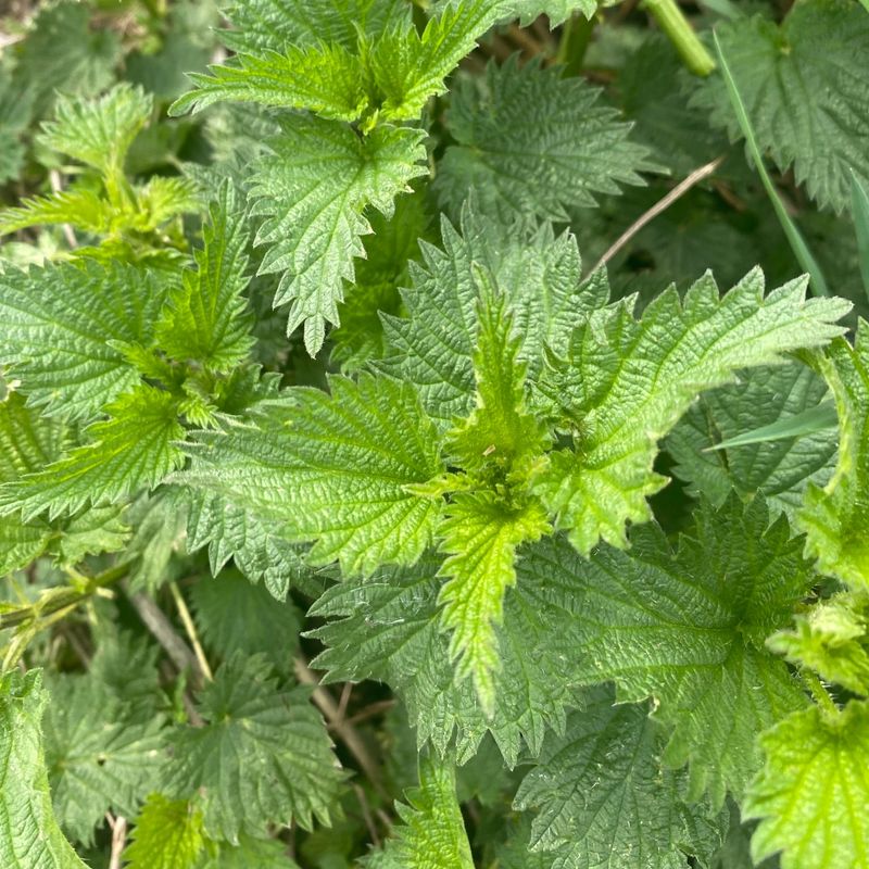 Nettle Leaves