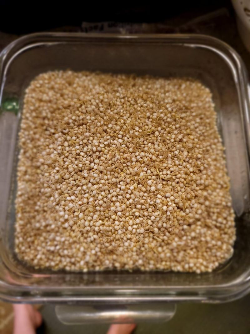 Quinoa