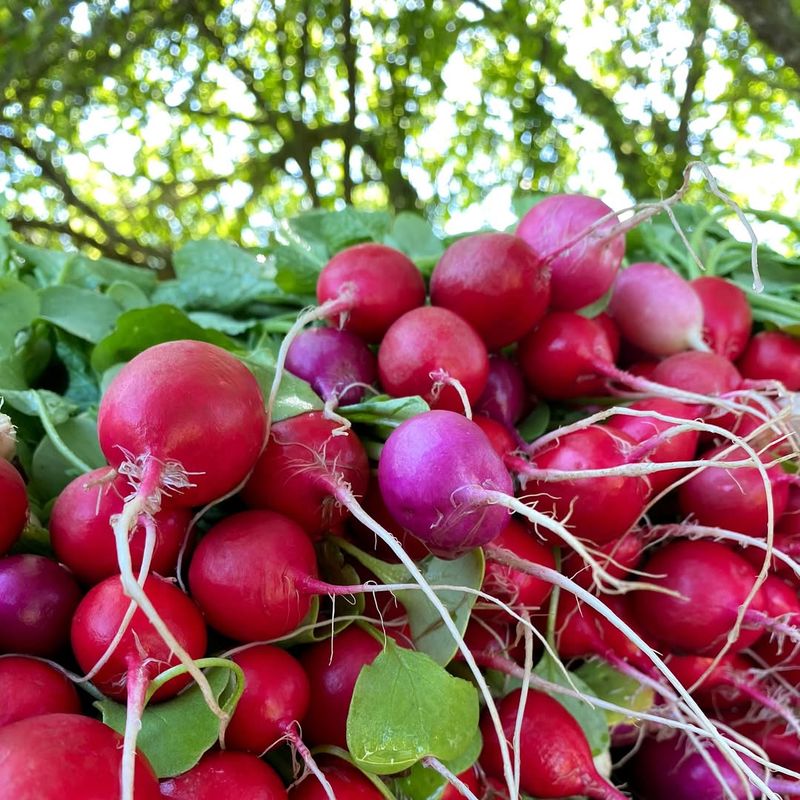 Radishes