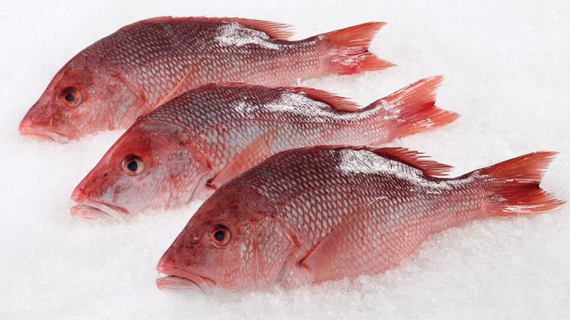 Red Snapper