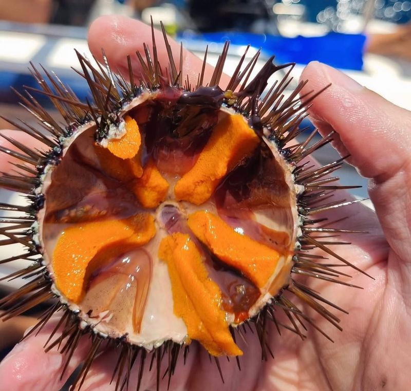 Sea Urchin