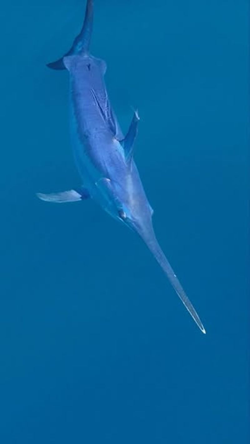 Swordfish