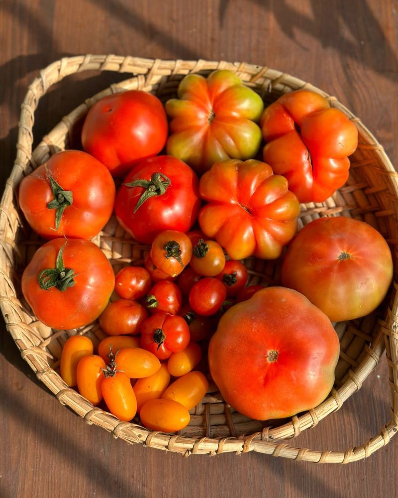 Tomatoes