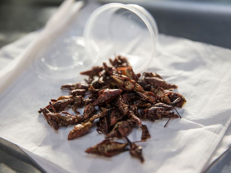 Roasted Grasshoppers