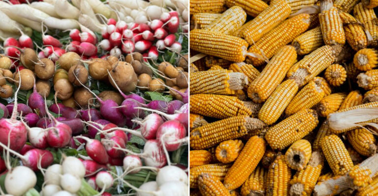 vegetables that helped in tough times